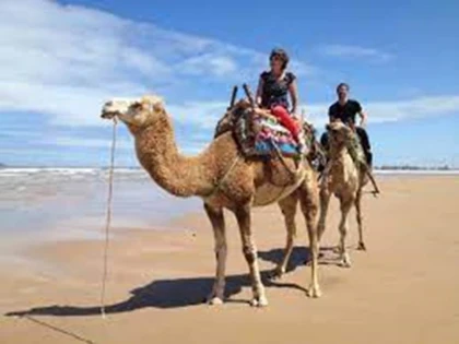Balade à chameau - Tourisme Agadir Souss-Massa