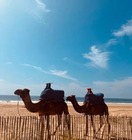 Balade Dromadaire - Tourisme Agadir Souss-Massa