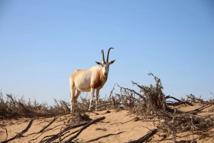 Balade La Souss Massa - Tourisme Agadir Souss-Massa