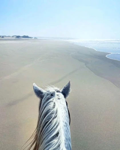 Cheval Détente en Bord de Mer - Tourisme Agadir Souss-Massa