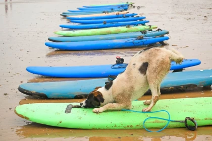 Cours de surf - Tourisme Agadir Souss-Massa