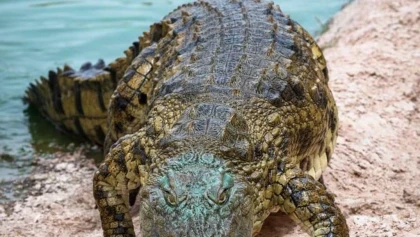 Crocoparc et jardin botanique - Tourisme Agadir Souss-Massa