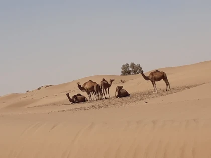 De Foum Zguid au désert de l'Erg El Mahzil en bivouac 2jours /1 nuit - Tourisme Agadir Souss-Massa