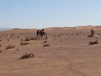 De Foum Zguid au désert de l'Erg El Mahzil en bivouac 2jours /1 nuit - Tourisme Agadir Souss-Massa