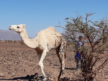 De Foum Zguid aux dunes de Chegaga pour 2 nuits bivouacs et une sur le lac Iriki : 4jours - 3 nuits. - Tourisme Agadir Souss-Massa