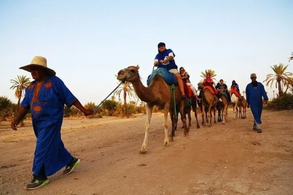 Dromadaire - Tourisme Agadir Souss-Massa