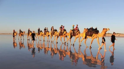 Dromadaire - Tourisme Agadir Souss-Massa