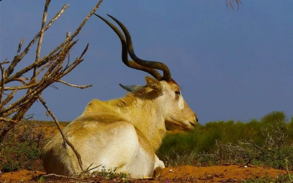 Excursion Animal Park Souss Massa au départ d’Agadir – demi-journée - Tourisme Agadir Souss-Massa