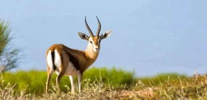 Excursion privée Animal Park Souss-Massa depuis Agadir demi-journée - Tourisme Agadir Souss-Massa
