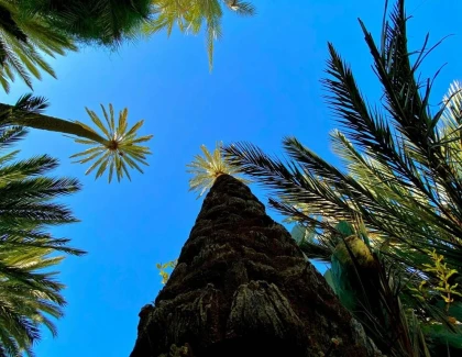 Excursion privée Taroudant & Tiout avec déjeuner - Tourisme Agadir Souss-Massa