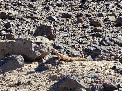 Foum zguid x Zawiya-gravures  et les dunes - 3 jours / 2 nuits - Tourisme Agadir Souss-Massa
