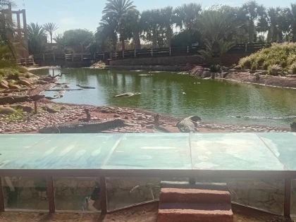 Le Parc de Crocodile d'Agadir - Tourisme Agadir Souss-Massa