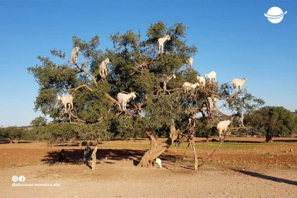 Les chèvres Dans Les Arbres - Tourisme Agadir Souss-Massa