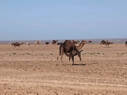 Parc national d'iriqui et les dunes - Tourisme Agadir Souss-Massa