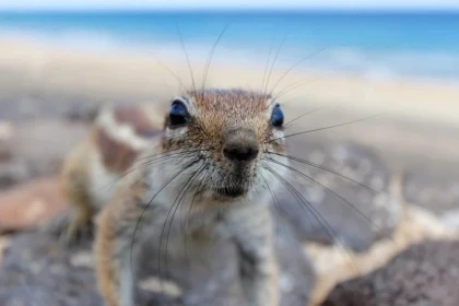 Petit Sahara En 4x4 Depuis Agadir Maroc| Déjeuner inclus (2) - Tourisme Agadir Souss-Massa