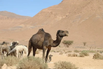E-Bike : Randonnée Tata - Afra Oasis - Tourisme Agadir Souss-Massa