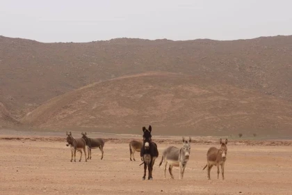 E-Bike : Randonnée Tata - Afra Oasis - Tourisme Agadir Souss-Massa