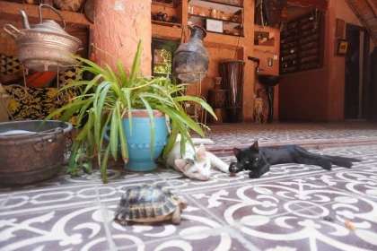 RIAD ESPACE ASRIR - Tourisme Agadir Souss-Massa