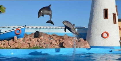 Spectacle de dauphins - Tourisme Agadir Souss-Massa