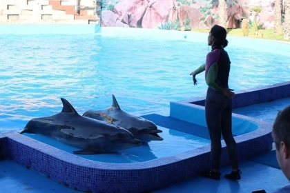Spectacle de Dauphins - Tourisme Agadir Souss-Massa