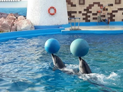 Spectacle de Dauphins - Tourisme Agadir Souss-Massa