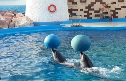Spectacle de dauphins - Tourisme Agadir Souss-Massa