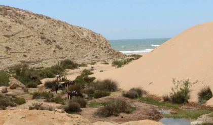 Surf et randonné  entre imsouane et Essaouira - Tourisme Agadir Souss-Massa