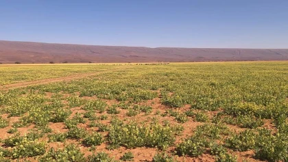 Trek Chaabi -gravure - les dunes 6 jours 5 nuits - Tourisme Agadir Souss-Massa
