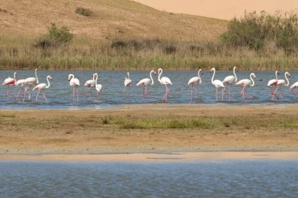 Excursion Animal Park Souss Massa au départ d’Agadir – demi-journée - Tourisme Agadir Souss-Massa