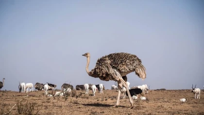 Excursion Animal Park Souss Massa au départ d’Agadir – demi-journée - Tourisme Agadir Souss-Massa