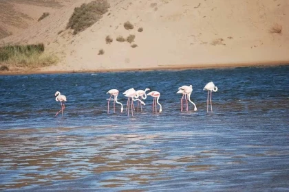 Excursion privée Animal Park Souss-Massa depuis Agadir demi-journée - Tourisme Agadir Souss-Massa