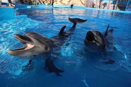 Spectacle Agadir dolphin world - Tourisme Agadir Souss-Massa