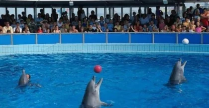 Spectacle de dauphins - Tourisme Agadir Souss-Massa