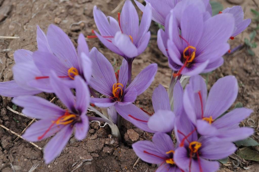 Auberge Restaurant Le Safran - Tourisme Agadir Souss-Massa