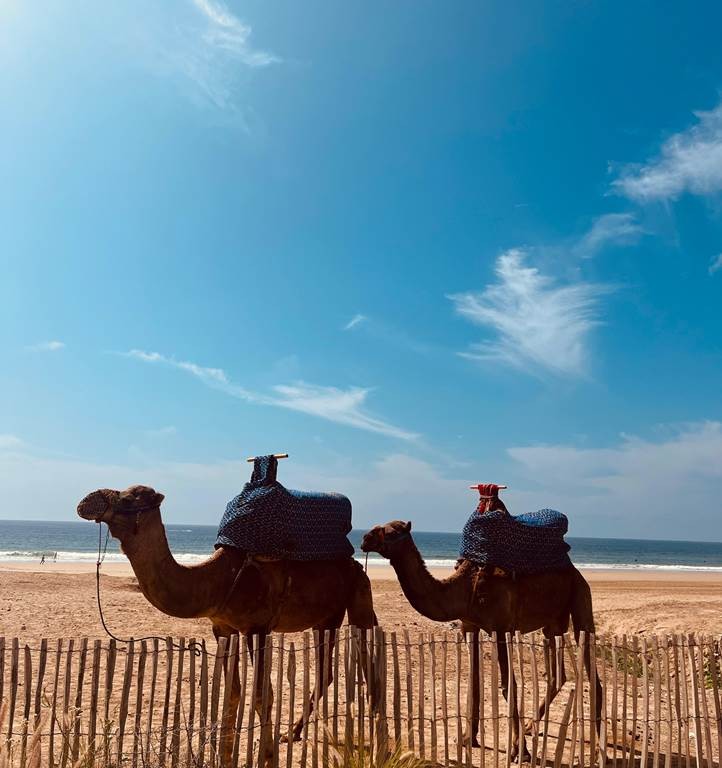 Balade Dromadaire - Tourisme Agadir Souss-Massa