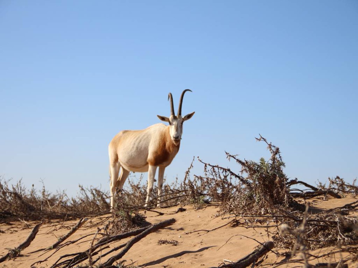 Balade La Souss Massa - Tourisme Agadir Souss-Massa