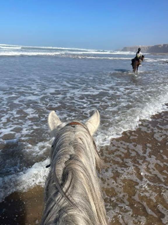 Cheval Détente en Bord de Mer - Tourisme Agadir Souss-Massa