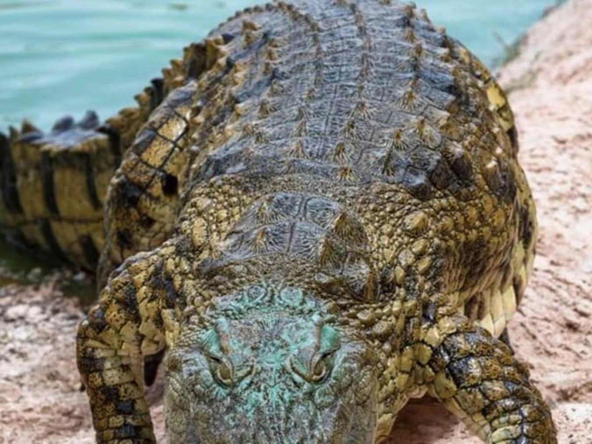 Crocoparc et jardin botanique - Tourisme Agadir Souss-Massa