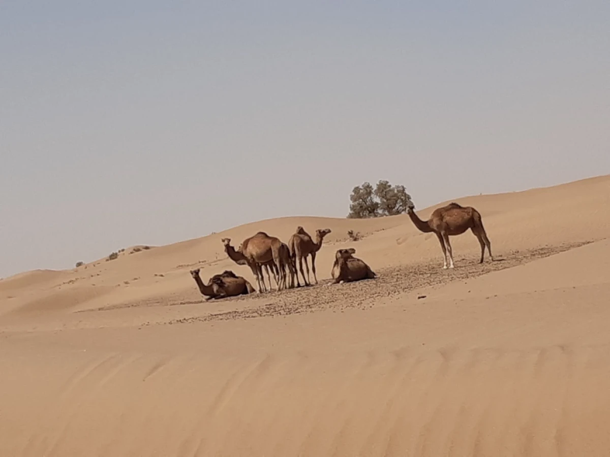 De Foum Zguid au désert de l'Erg El Mahzil en bivouac 2jours /1 nuit - Tourisme Agadir Souss-Massa