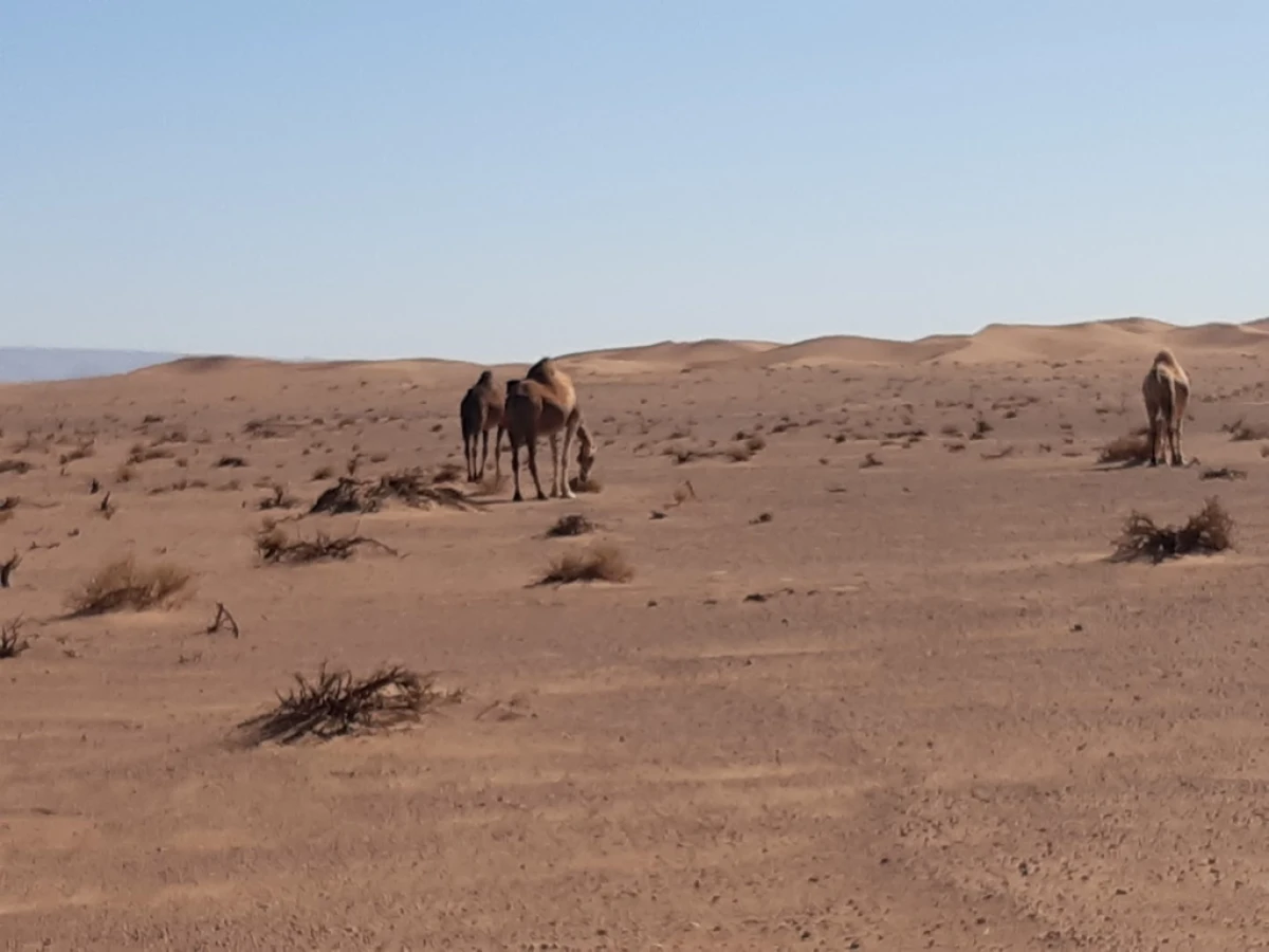 De Foum Zguid au désert de l'Erg El Mahzil en bivouac 2jours /1 nuit - Tourisme Agadir Souss-Massa