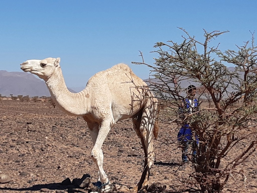 De Foum Zguid aux dunes de Chegaga pour 2 nuits bivouacs et une sur le lac Iriki : 4jours - 3 nuits. - Tourisme Agadir Souss-Massa