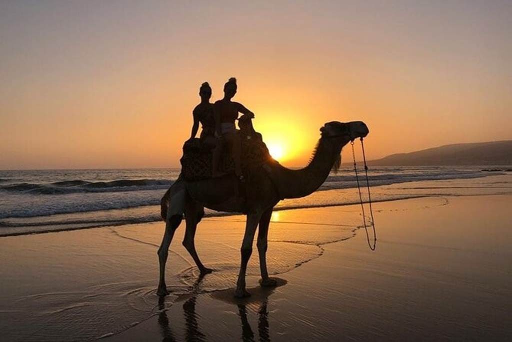 Dromadaire - Tourisme Agadir Souss-Massa