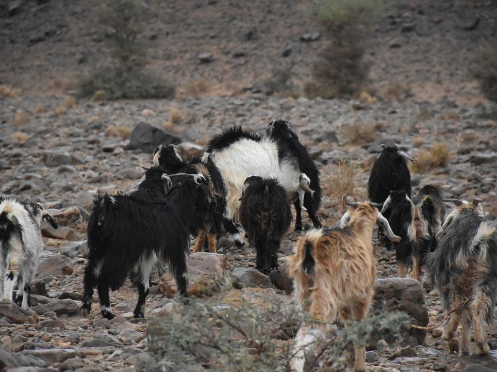 Écotourisme dans le désert de Foum Zguid – 4 jours entre Erg Chegaga et Lac Iriki - Tourisme Agadir Souss-Massa