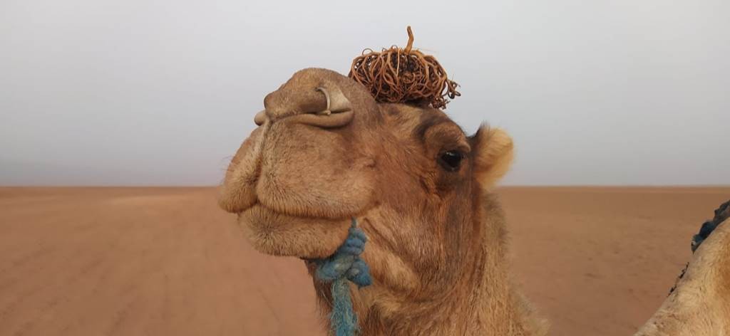 EXCURSIONS DESERT IRIKI - Tourisme Agadir Souss-Massa