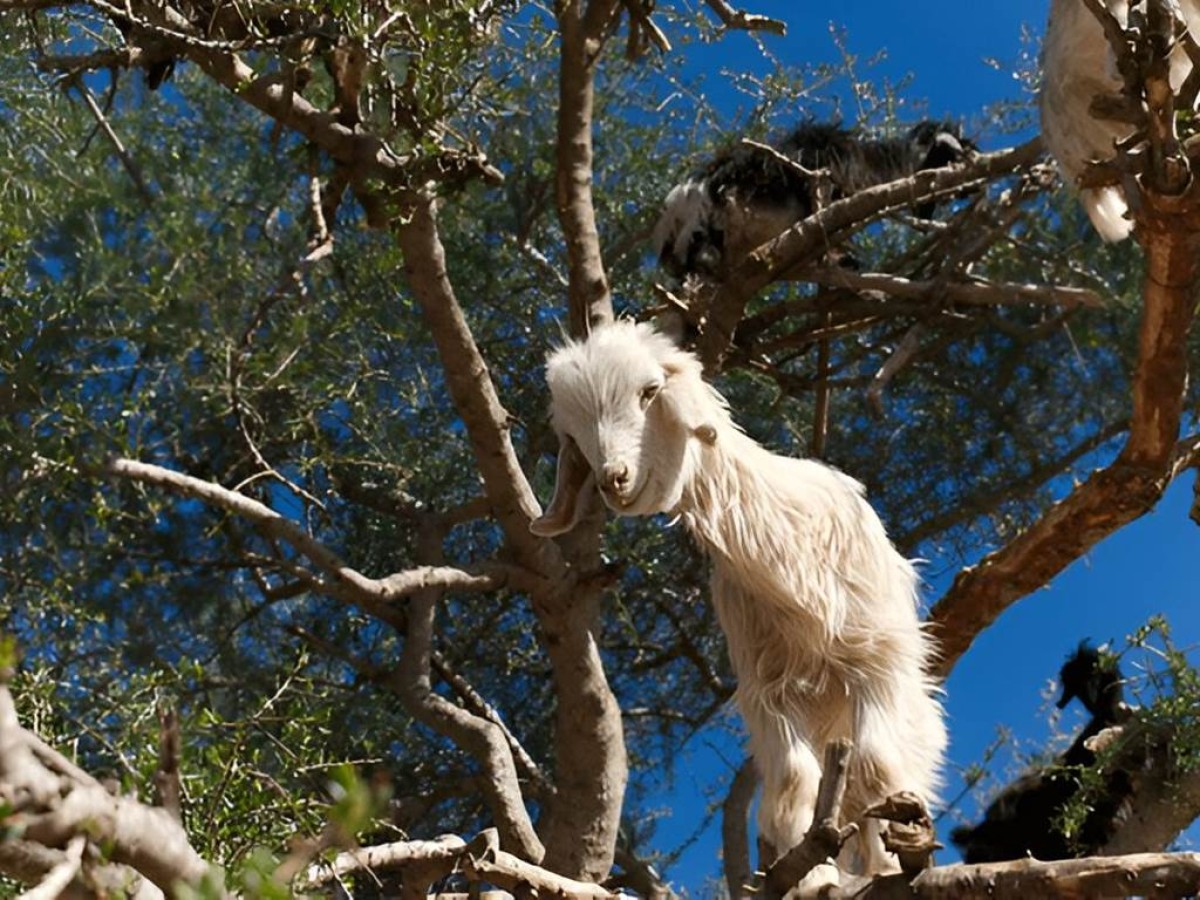 Expérience des chèvres d'Agadir - Tourisme Agadir Souss-Massa
