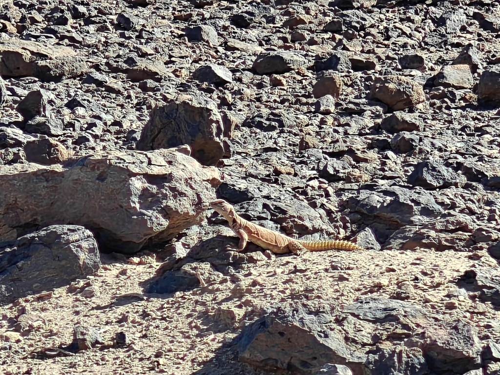 Foum zguid x Zawiya-gravures  et les dunes - 3 jours / 2 nuits - Tourisme Agadir Souss-Massa