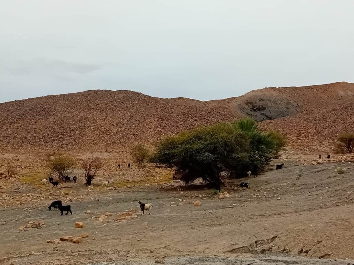 Journée à Kasbah de Chebbi et les dunes - Tourisme Agadir Souss-Massa