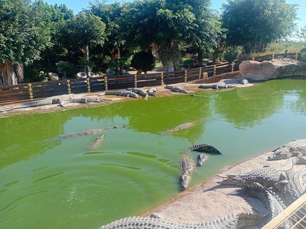 Le Parc de Crocodile d'Agadir - Tourisme Agadir Souss-Massa