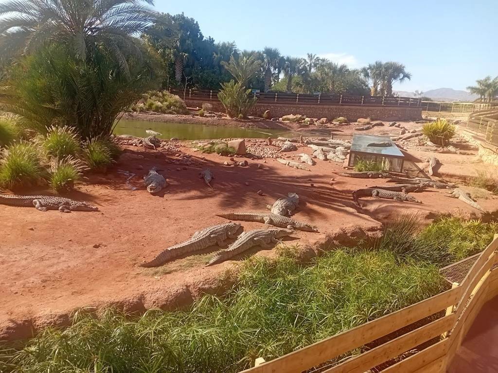 Le Parc de Crocodile d'Agadir - Tourisme Agadir Souss-Massa
