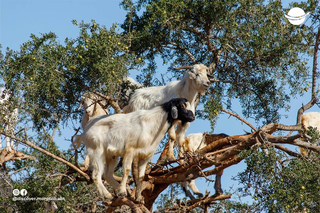 Les chèvres Dans Les Arbres - Tourisme Agadir Souss-Massa
